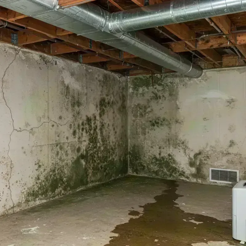 Professional Mold Removal in Schaumburg, IL